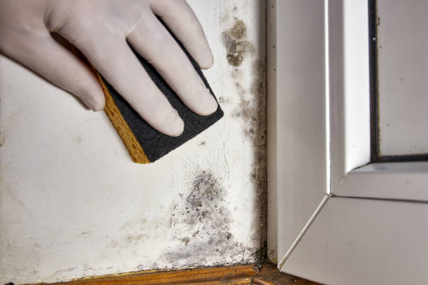 Best Mold-Related Health Consultation  in Mineville, NY